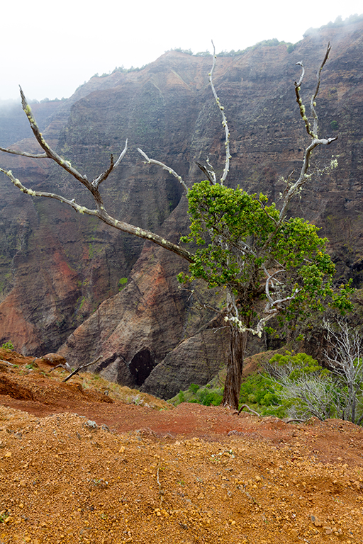 Kauai - 014.jpg